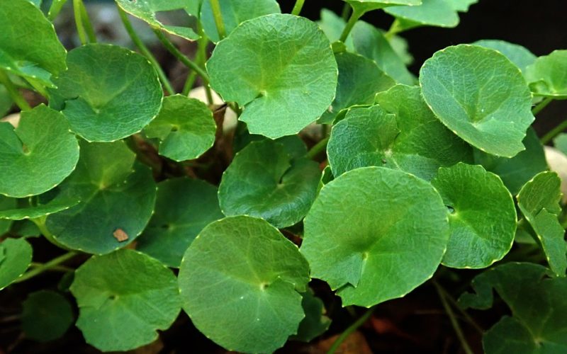 Gotu Kola
